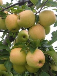 Golden Elma Ağacı Tam Bodur 80 Cm