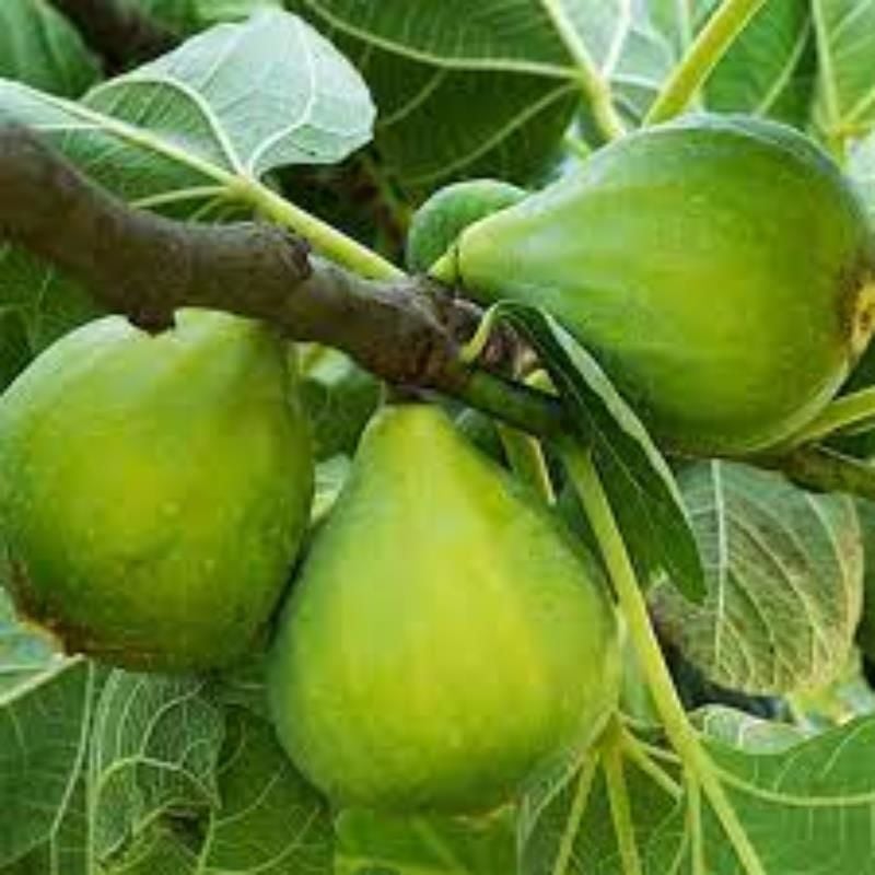 Yeşil Güz İnciri 2 Yaş 40-60Cm