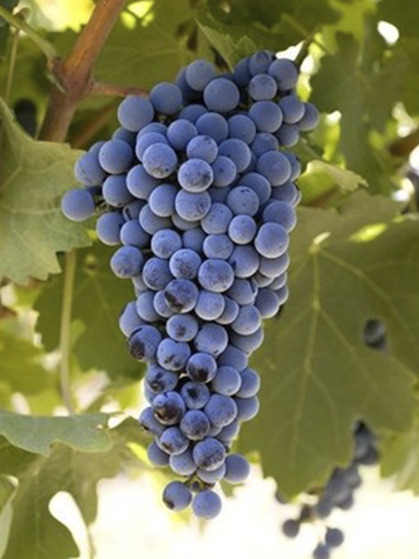Cabernet Üzüm Fidanı 40 Cm 60 Cm