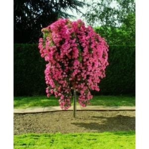 Pembe Tijli Baston Gülü 100Cm-120Cm