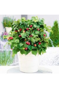 Kırmızı Hollanda Bodrum Ahududu Fidanı 60 Cm 80 Cm