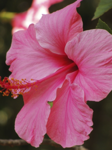 Pembe Japon Gülü 100Cm-120Cm