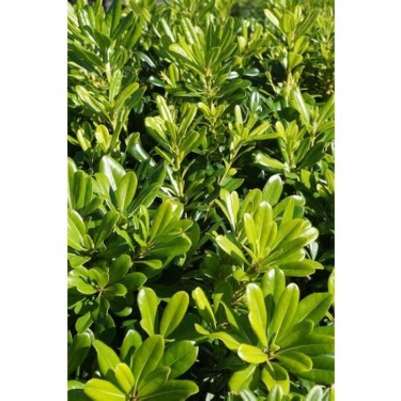 Pitosporum Fidanı Yükseklik 20Cm En 20 Cm