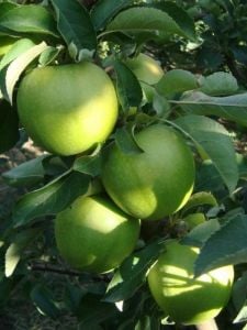 Granny Smith Elma Ağacı 3 Yaş 100 Cm 120 Cm