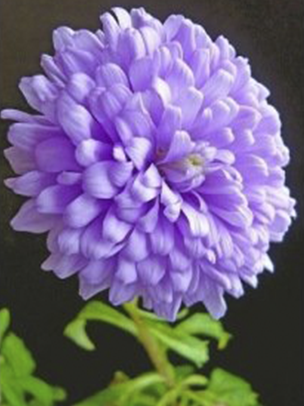 Lila Dahlia Çiçeği 20Cm-40Cm