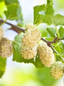 Erzurum Tortum Dut Fidanı 3 Yaşında 100 Cm 120 Cm