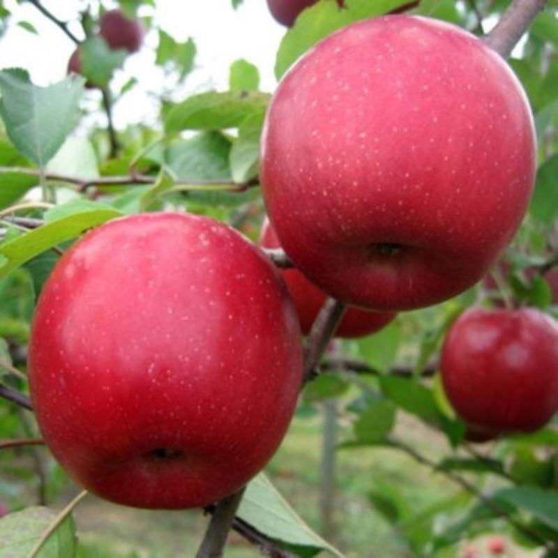 Fuji Zhen Aztec Elma Ağacı 3 Yaş 100 Cm 120 Cm