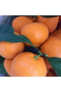 Satsuma Mandalina 100 Cm 120 Cm