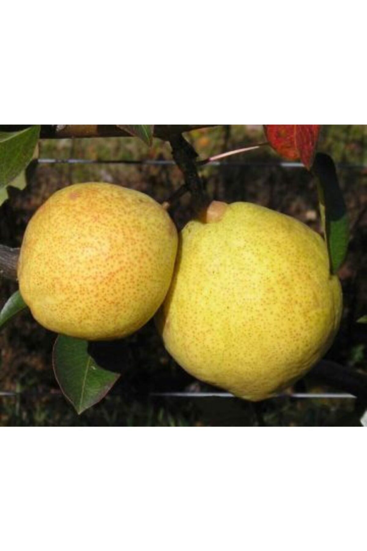 Margarita Marillant Armut Fidanı 5 Yaş 150 - 200 Cm