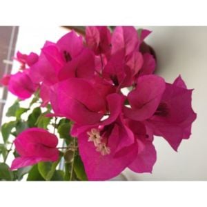 Bodur Pembe Begonvil Çiçeği Fidanı Küçük Saksılı 40Cm-60Cm