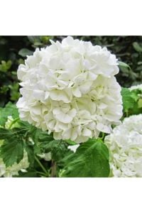 Piramit Lisudum Kartopu Fidanı 150Cm-200Cm