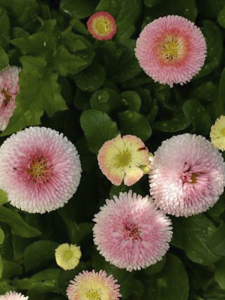 Pembe Şeker Tabağı Çiçeği 5Cm-15Cm 10Adet