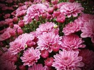 Pembe Bodur Kasımpatı Çiçeği 20Cm-40Cm - Krizantem