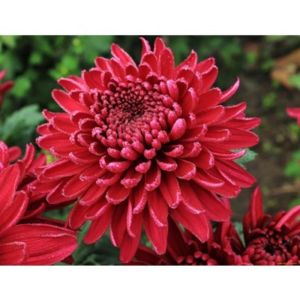 Kırmızı İri Kasımpatı Çiçeği 40Cm-60Cm - Krizantem