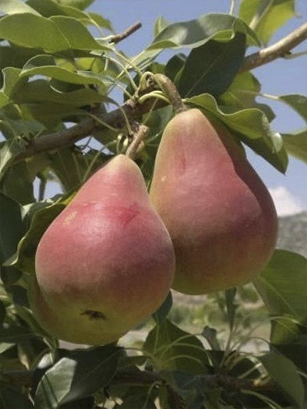 Armut Fidanı Etruşka 100 Cm 120 Cm
