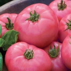 Pembe Domates Fidesi Tüplü 10 Adet