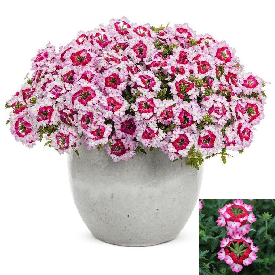 Pembe Yer Minesi Çiçeği 20Cm-40Cm
