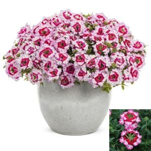 Pembe Yer Minesi Çiçeği 20Cm-40Cm