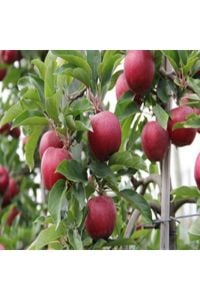 Elma Ağacı Galaval 5 Yaş 150 Cm 200 Cm