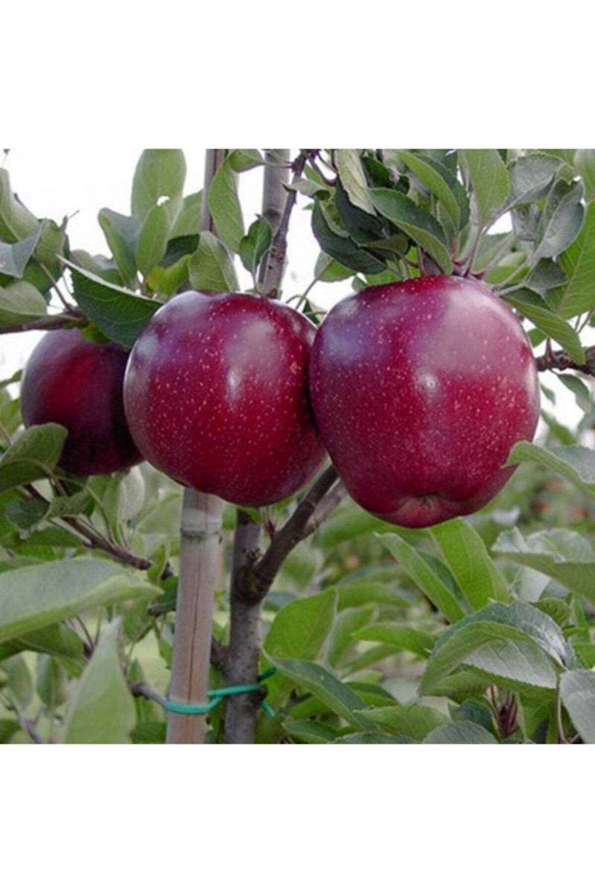 Shiniga Elma Ağacı 3 Yaş 100 Cm 120 Cm