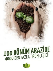 Kırmızı Çift Dal Orkide 80 Cm