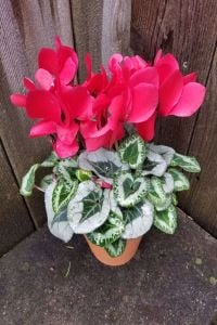 Pembe Beyaz Siklamen Çiçeği 20Cm-40Cm