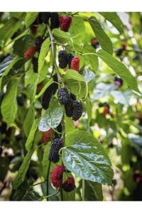 Yaprak Dut Fidanı 3 Yaşında 100 Cm 120 Cm