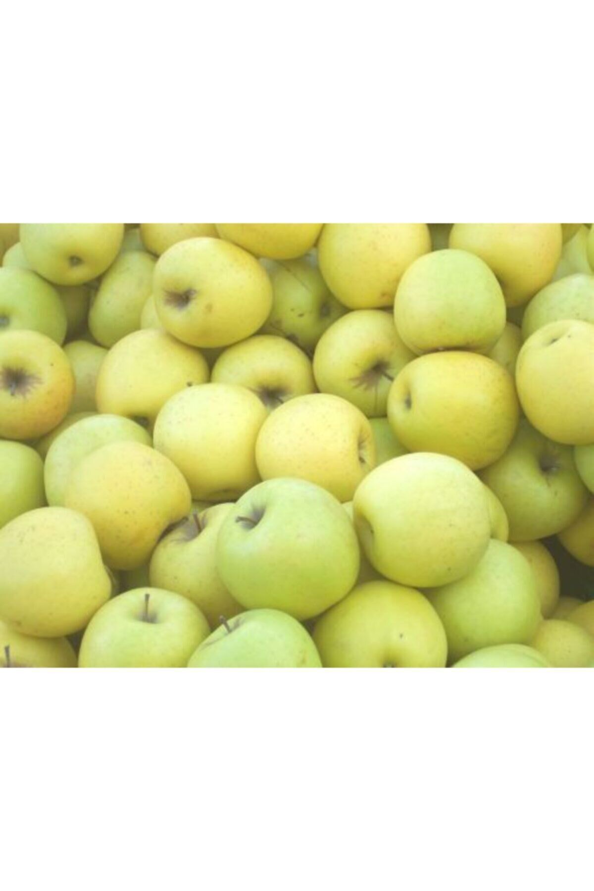 Golden Delicious Elma Ağacı 5 Yaş 150 Cm 200 Cm