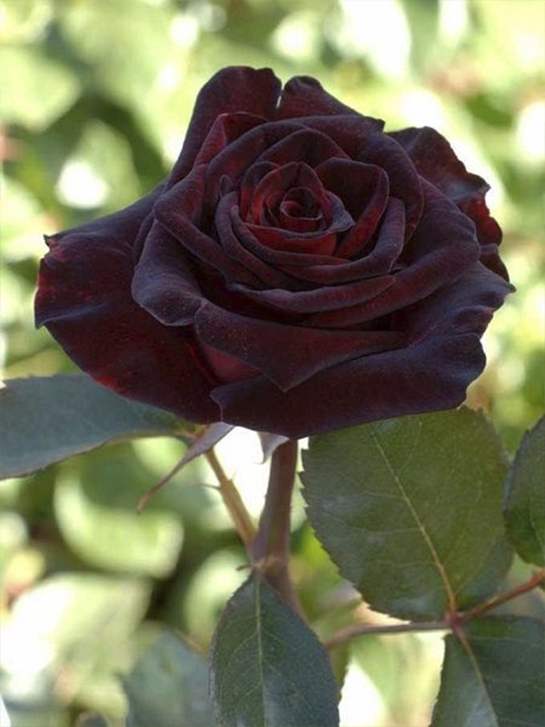 Bordo Gül 60Cm-80Cm