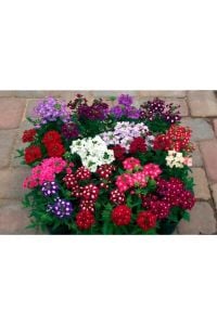 Yer Minesi Fidesi 30 Adet 5-15Cm