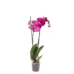 Pembe Çift Dal Orkide 80 Cm