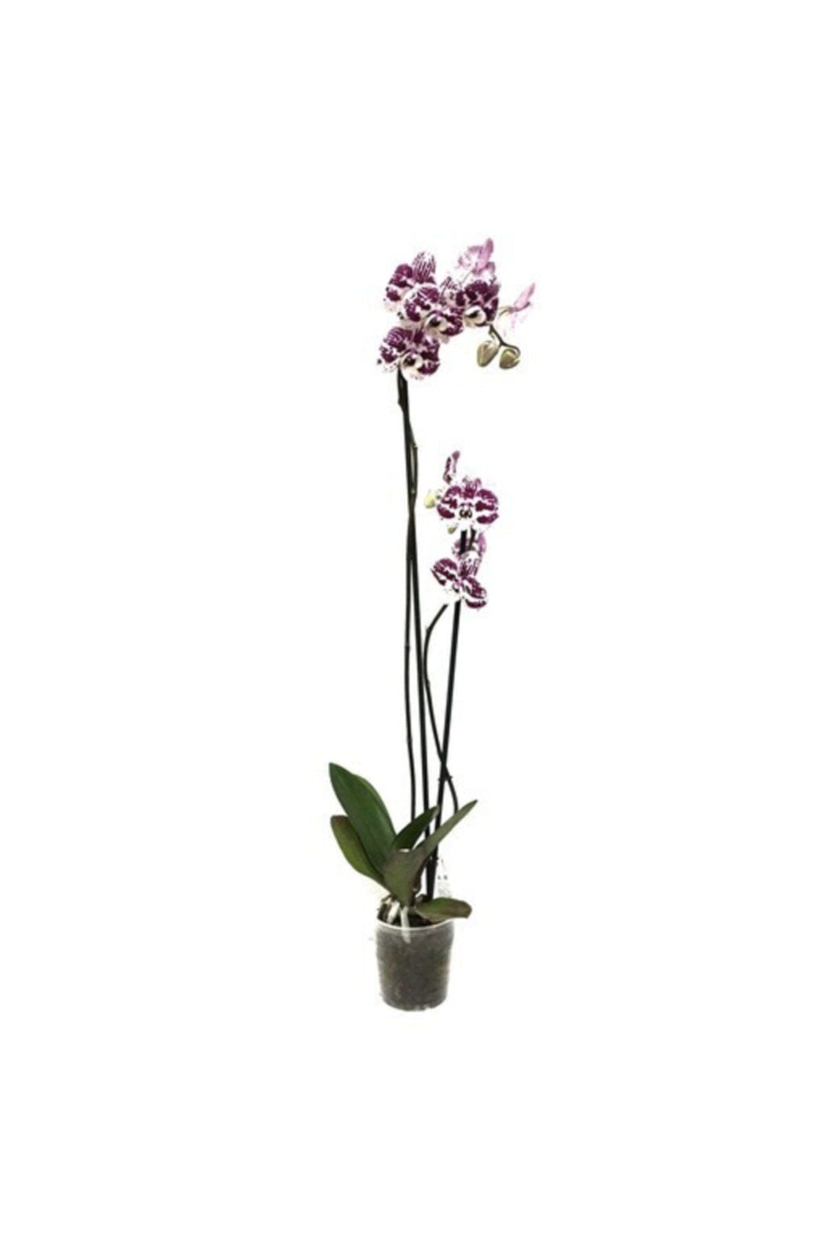 Beyaz Mor Çilli Çift Dal Orkide 80 Cm