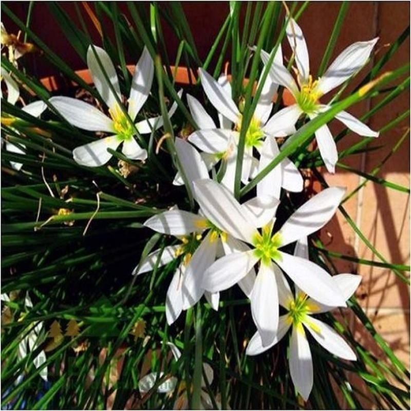 Beyaz Zıpçıktı Çiçeği Fidanı 20Cm-40Cm