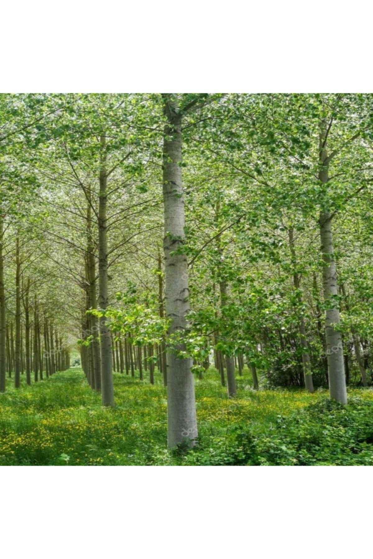 Kibrit Kavağı Fidanı 100Cm-150Cm