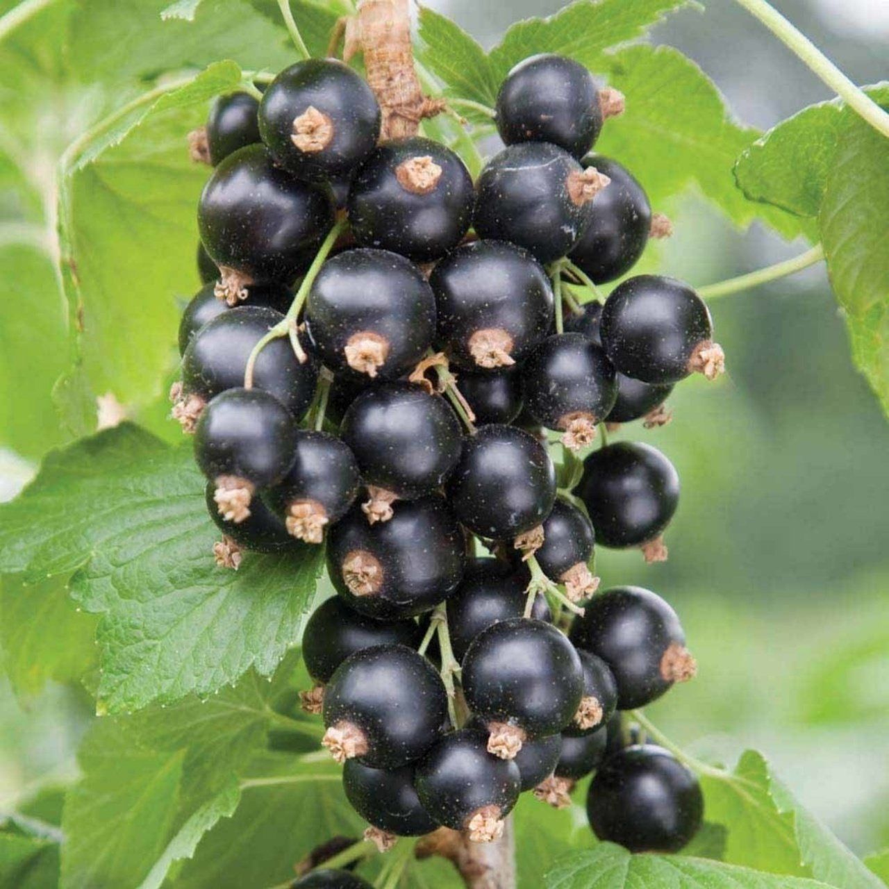İri Salkım Kırmızı Frenk Üzümü Fidanı 20-40Cm