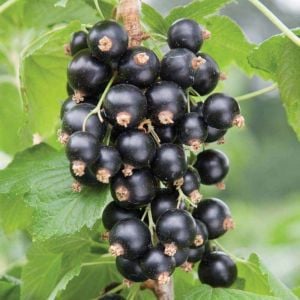 İri Salkım Kırmızı Frenk Üzümü Fidanı 20-40Cm