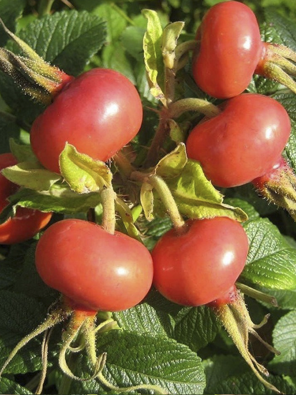 Rosa Rugosa Hollanda Kuşburnu Fidanı 40-60Cm
