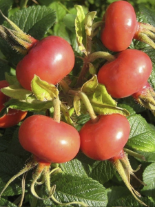 Rosa Rugosa Hollanda Kuşburnu Fidanı 40-60Cm