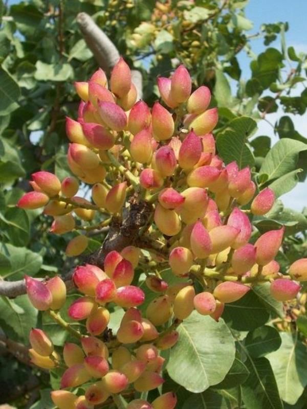 Siirt Antep Fıstığı Fidanı 60-80Cm 1 Tanesi
