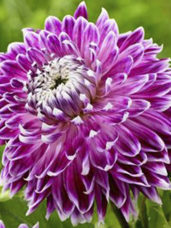 Pembe Beyaz Dahlia Çiçeği 20Cm-40Cm
