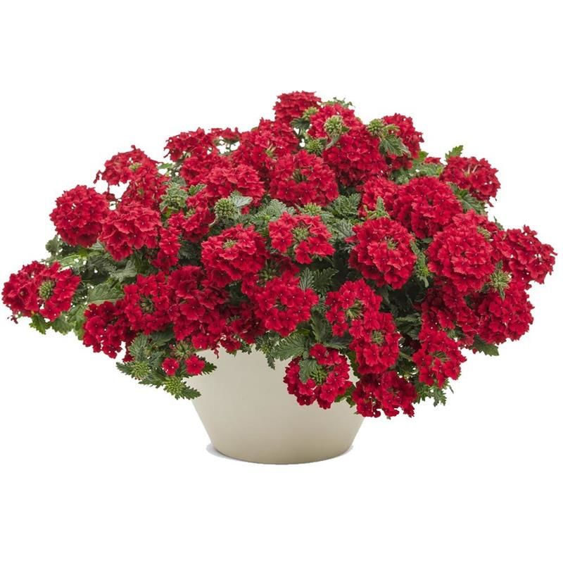 Kırmızı Yer Minesi Çiçeği 20Cm-40Cm