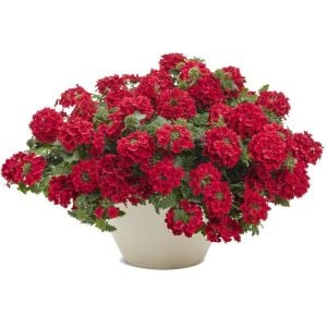 Kırmızı Yer Minesi Çiçeği 20Cm-40Cm