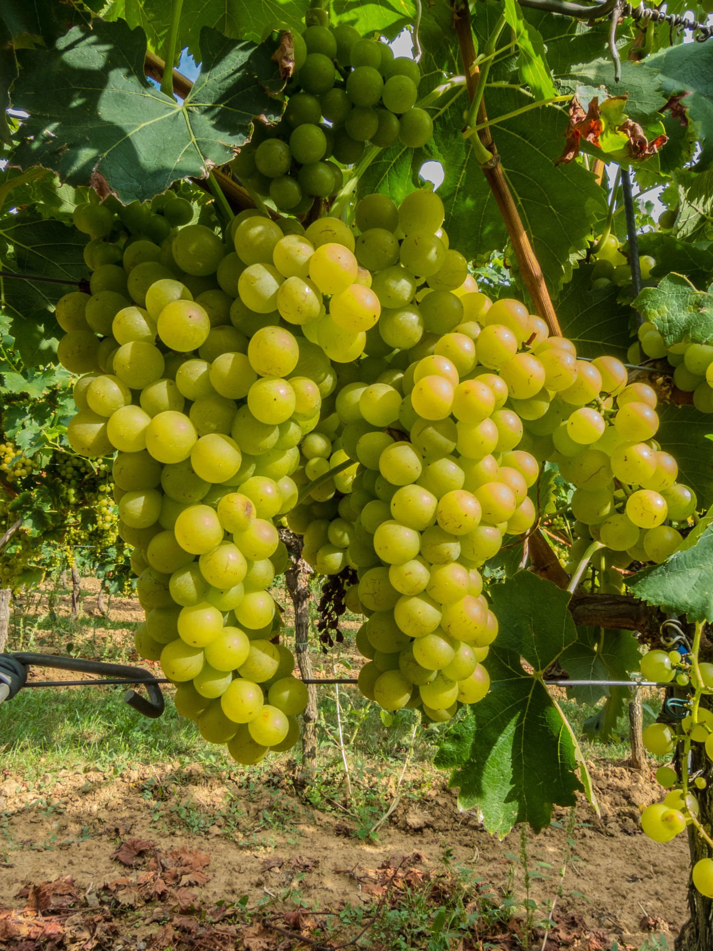 Superior Seedless Aşılı Üzüm Fidanı 40 Cm 60 Cm