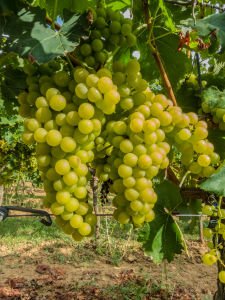 Superior Seedless Aşılı Üzüm Fidanı 40 Cm 60 Cm