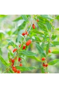 Barbarum XL Gojiberry Fidanı 40-60Cm