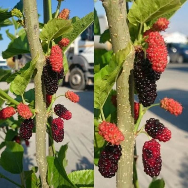 Yediveren Dut Fidanı 5 Yaş 150 Cm 200 Cm