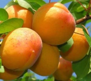 Şekerpare Kayısı Ağacı Fidanı Tam Bodur 80 Cm