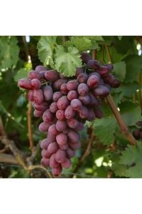Crimson Seedless Aşılı Üzüm Fidanı 40 Cm 60 Cm