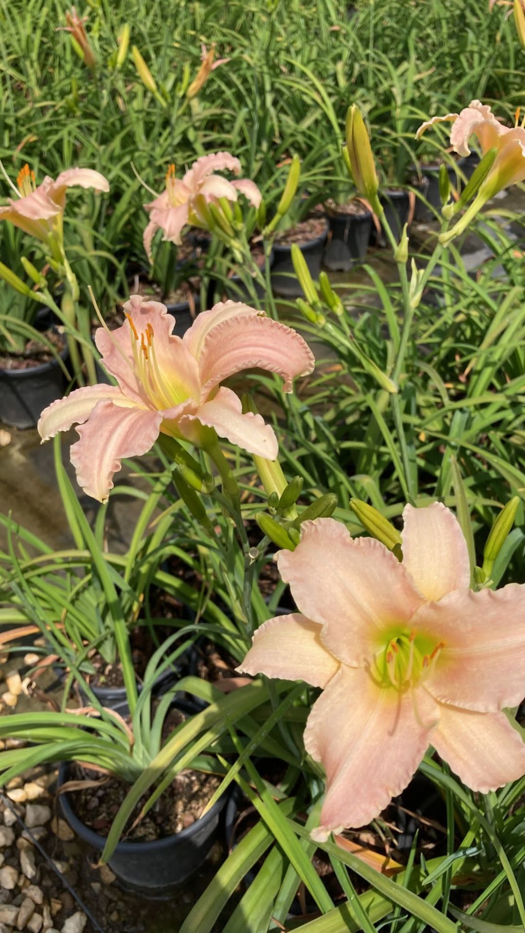 Hemerocallis Çiçeği - Ortanca Küçük Boy İthal