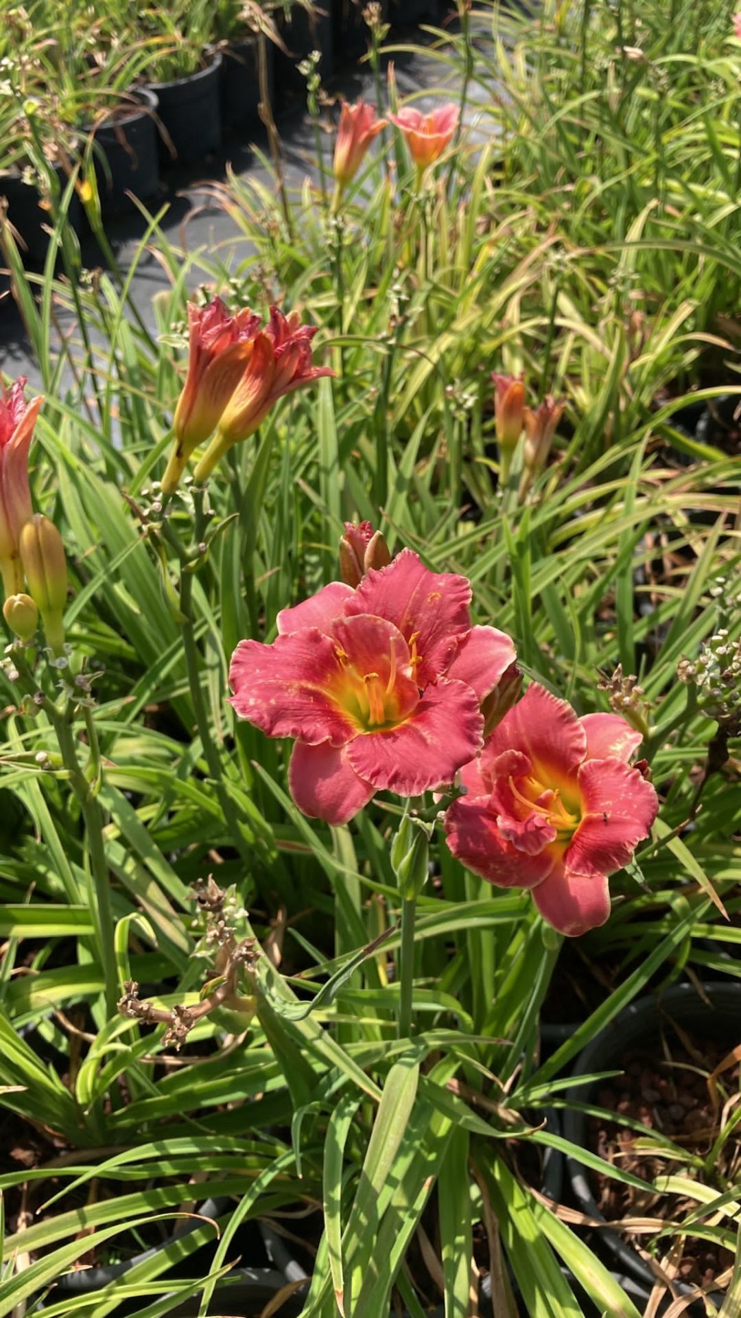 Hemerocallis Çiçeği - Pembe Sarı Ortanca Küçük Boy İthal